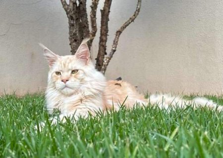 Gato de ra&ccedil;a desaparece e fam&iacute;lia oferece recompensa de R$ 800