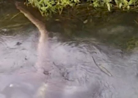 Sucuri engole porco-do-mato durante passeio em rio de Bonito