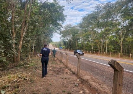 MS vira laborat&oacute;rio para reduzir acidentes com fauna em rodovias