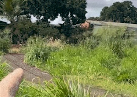 Bichos invadem casas e mato alto preocupa moradores no Jardim Cerejeiras