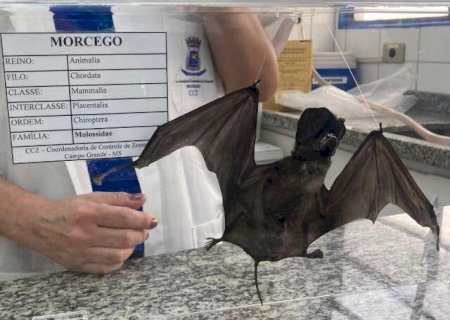 CCZ confirma 6&ordm; caso de raiva em morcego e refor&ccedil;a que n&atilde;o h&aacute; motivo para p&acirc;nico