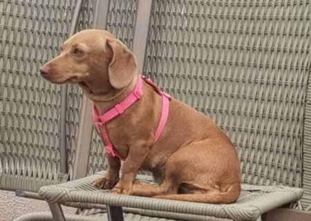 Senado aprova guarda compartilhada de pets ap&oacute;s separa&ccedil;&atilde;o de casal