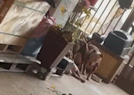 Sozinhos em im&oacute;vel, pitbulls partem para o ataque, matam c&atilde;o e ferem outro