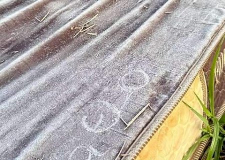 Leve geada cobre lavoura de milho em Rio Brilhante na manh&atilde; desta ter&ccedil;a
