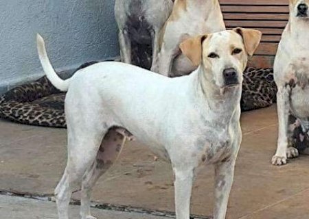Lua desaparece no Campo Belo e tutora pede ajuda para encontr&aacute;-la