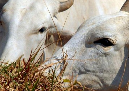 União Europeia veta compra de carne brasileira a partir de setembro