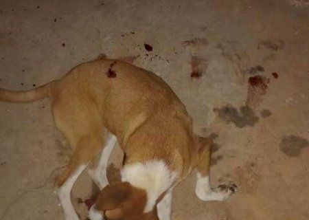 Cachorro &eacute; morto a tiros dentro de quintal de resid&ecirc;ncia