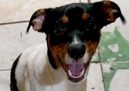 Neguinho desaparece e fam&iacute;lia pede ajuda para encontrar cachorro
