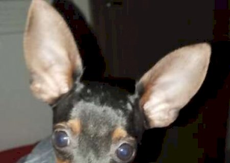 Pinscher de 5 meses some e fam&iacute;lia oferece recompensa para ach&aacute;-lo