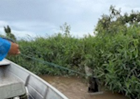 La&ccedil;ada em jacar&eacute; ap&oacute;s &ldquo;roubo&rdquo; de peixe viraliza nas redes sociais