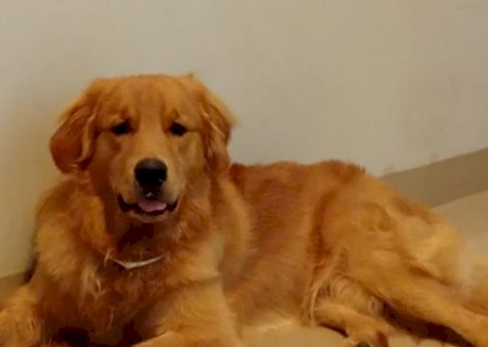 Bento foge e tutora busca ajuda para encontrar golden retriever no Tijuca