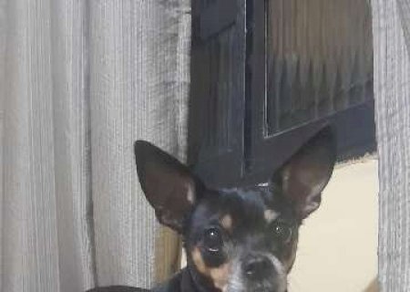Fam&iacute;lia busca Florzinha, pinscher de 8 anos que sumiu no Nova Lima