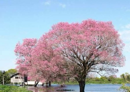 Pantanal tem cheia abaixo da m&eacute;dia em 2026, insuficiente para recompor a bacia