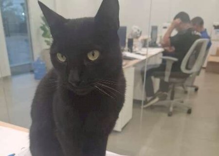 De &ldquo;gato de rua&rdquo; a mascote, Serafim vira xod&oacute; em empresa no Universit&aacute;rio