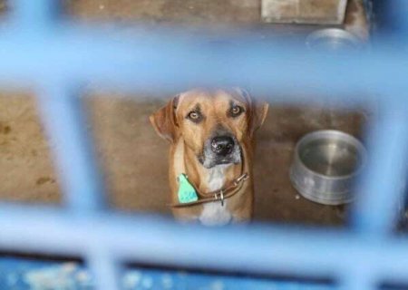 Nova regra federal organiza repasses para castra&ccedil;&atilde;o de c&atilde;es e gatos