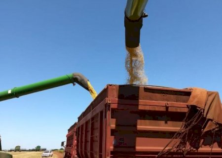 Colheita da soja atinge 99,8% da &aacute;rea plantada em MS