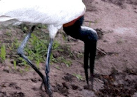 No Pantanal, tuiui&uacute; mata peixe-cobra a bicadas antes de engolir presa