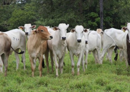Frio derruba temperaturas e mata 83 cabe&ccedil;as de gado