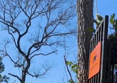 &ldquo;A bela de Corumb&aacute;&rdquo;: on&ccedil;a-pintada capturada em &aacute;rea urbana ganha nome