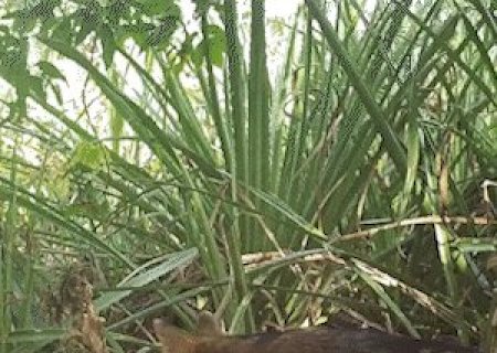 Dia das M&atilde;es inspira homenagens e registros da fauna em Mato Grosso do Sul