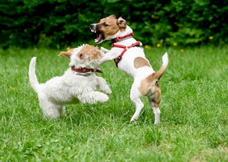 At&eacute; cachorro pode ter TDAH? Veja sinais que v&atilde;o al&eacute;m da bagun&ccedil;a