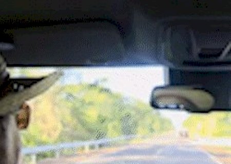 Retornando de pescaria, motorista encontra on&ccedil;a na BR-262