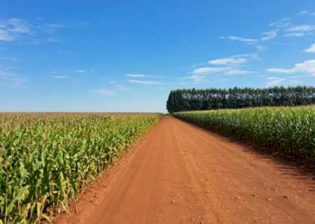 Milho safrinha tem 70,6% das lavouras em boas condi&ccedil;&otilde;es em Mato Grosso do Sul