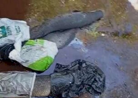 Pirarucus s&atilde;o encontrados mortos dentro de c&oacute;rrego no Rita Vieira