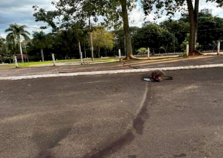 Capivara morre atropelada nos altos da Avenida Afonso Pena