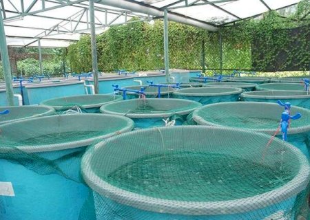 Irriga&ccedil;&atilde;o e cria&ccedil;&atilde;o de peixes ter&atilde;o nova regra para desconto na energia