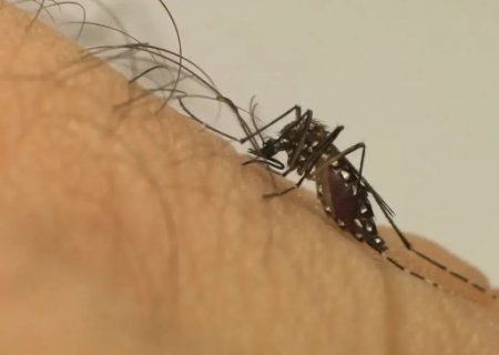 Mato Grosso do Sul registra a 22&ordf; morte por chikungunya em 2026