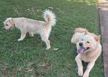 C&atilde;es aproveitam port&atilde;o aberto em condom&iacute;nio e moradores procuram donos