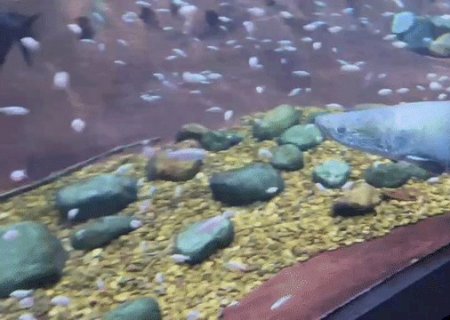 Ap&oacute;s 65 dias, &ldquo;Fujona&rdquo; deixa quarentena e vai para tanque no Bioparque