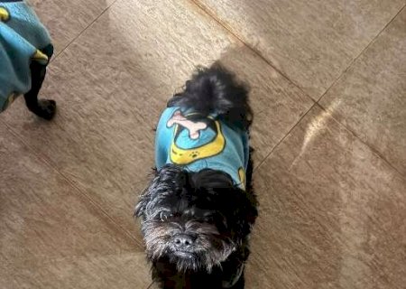 Cachorro desaparece no Vida Nova e fam&iacute;lia procura por Apolo