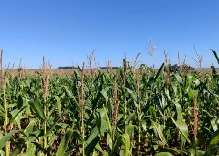 Chuva atrasa colheita do milho e safra avan&ccedil;a s&oacute; 0,2% em MS