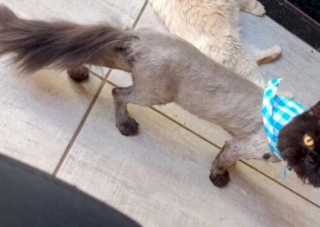 Gato persa com infec&ccedil;&atilde;o desaparece e tutora oferece recompensa para quem achar