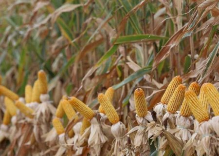 Colheita do milho segue atrasada e alcan&ccedil;a 8,2% da &aacute;rea em MS
