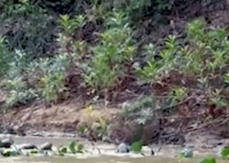 Ariranhas contra on&ccedil;a e acidente fatal lideram audi&ecirc;ncia da semana