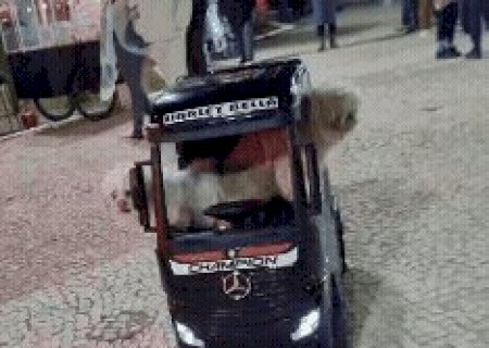 Mayre ama tanto os cachorros que investiu em caminh&atilde;o s&oacute; deles