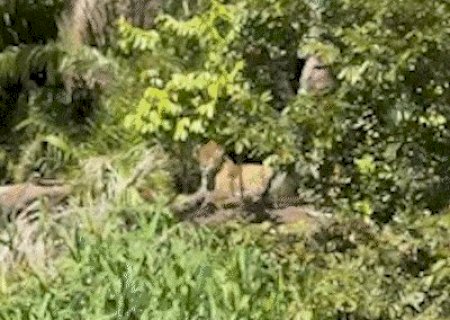 Durante pesca, empres&aacute;rio encontra on&ccedil;a e "se arrepia" com beleza do animal