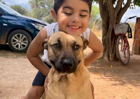 Tutor busca doador de sangue para salvar cachorro atacado por pitbull