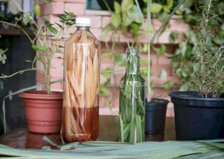 Do alecrim ao capim-lim&atilde;o, aprenda a fazer repelente contra mosquitos