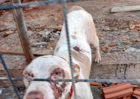 Pitbull &eacute; encontrado com ferimentos e morador suspeita de maus-tratos