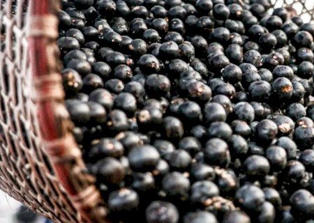 China facilita exportação de polpas e frutas congeladas brasileiras
