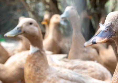 Entidades defendem projeto que proíbe alimentação forçada de animais
