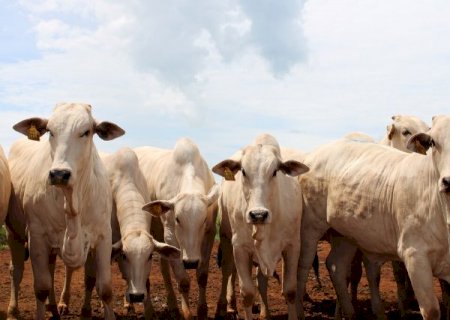 Governo muda regra para evitar veto da Uni&atilde;o Europeia &agrave; carne brasileira