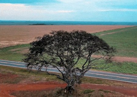 Jatob&aacute; imponente definha ap&oacute;s inc&ecirc;ndio provocado por vandalismo