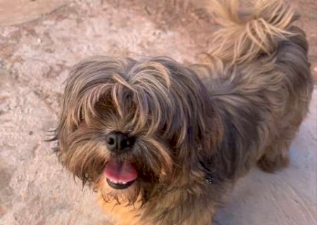 Cachorro &eacute; acolhido, mas foge e continua &agrave; procura do dono no Parati