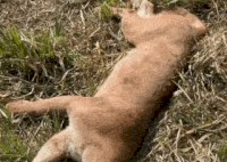 On&ccedil;a-parda atropelada &eacute; encontrada morta &agrave;s margens da rodovia MS-352