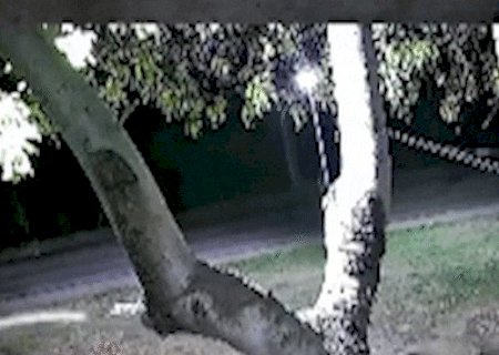On&ccedil;a ataca cachorro perto de escolas e preocupa moradores